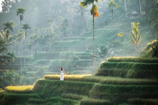 Tegallalang Rice Terraces: Bali’s Green Stairway to Heaven